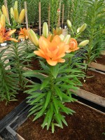 [5026 Tiny Double You No02.JPG]